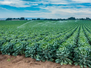 Watsonville Agriculture Watsonville Agriculture